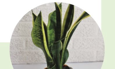 SNAKE PLANT, BOW STRING HEMP PLANT, MOTHER-IN-LAW’S TONGUE (Sansevieria trifasciata)