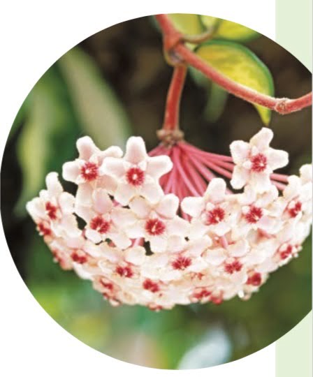 VARIEGATED WAX VINE, WAX FLOWER (Hoya carnosa ‘Tricolor’)