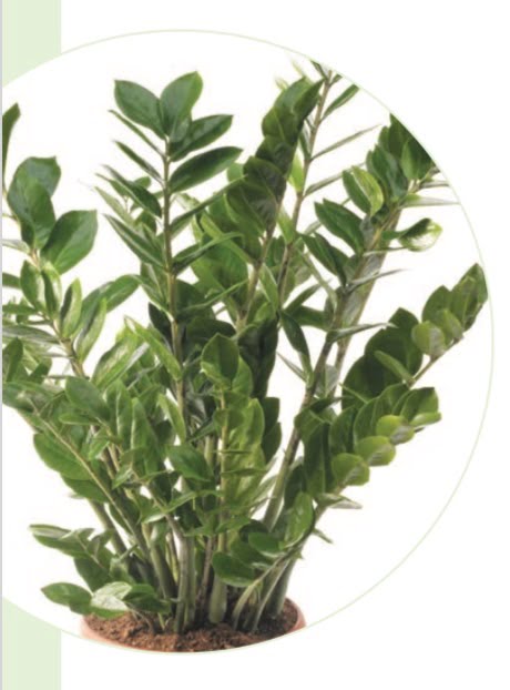 ZZ PLANT (Zamioculcas zamiifolia)