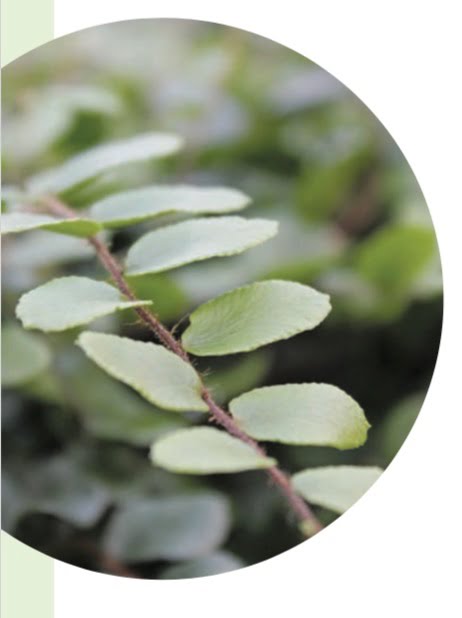 BUTTON FERN (Pellaea rotundifolia)