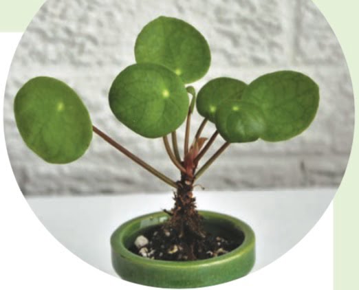 CHINESE MONEY PLANT (Pilea peperomioides)