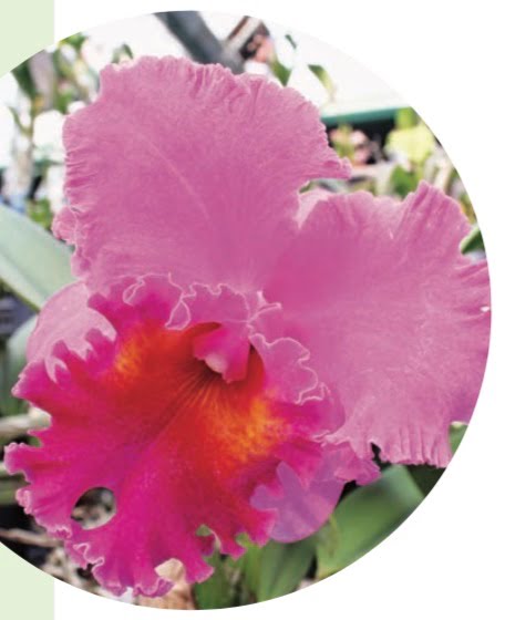 CORSAGE ORCHID (Cattleya)