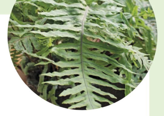 GREEN WORM FERN, E.T. FERN, GRUB FERN (Polypodium formosanum)