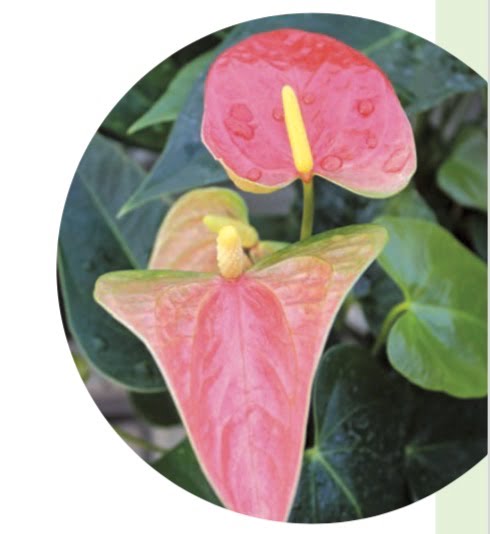 FLAMINGO FLOWER, TAIL FLOWER (Anthurium andraeanum)