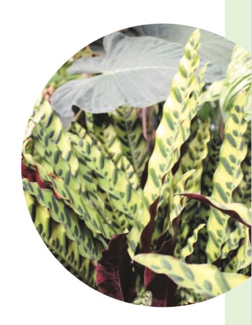 RATTLE SNAKE PLANT (Calathea lancifolia)