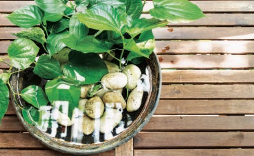 A shallow bowl filled with stones and water can be used to create a water garden—just be sure to change the water frequently.