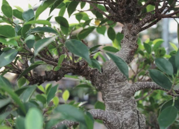 Bonsai plants are carefully trimmed to create the look of miniature trees. Ficus plants are commonly used, but there are many other plants that can be used as well.