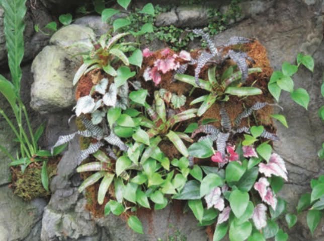 A variety of small plants are tucked into various crevices of this living wall planter. This planting includes bromeliads, begonias, philodendrons, and anthurium.