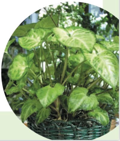 ARROWHEAD VINE (Syngonium podophyllum)