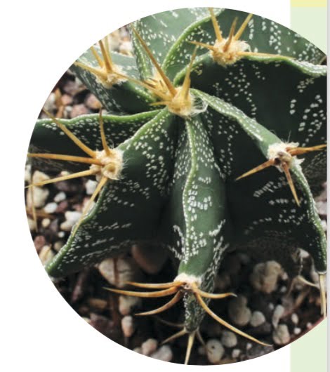 BISHOP’S CAP CACTUS OR STAR PLANT (Astrophytum ornatum)