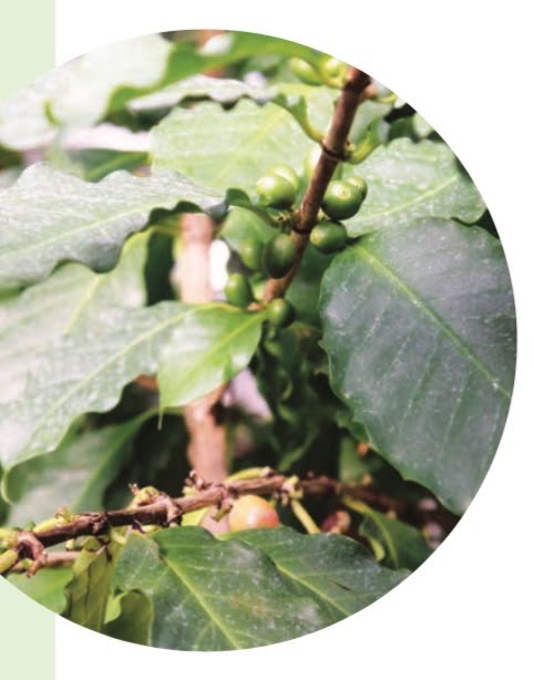 COFFEE PLANT (Coffea arabica)