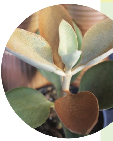  COPPER SPOONS (Kalanchoe orgyalis)