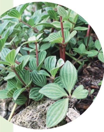 PARALLEL PEPEROMIA, RADIATOR PLANT (Peperomia puteolata)