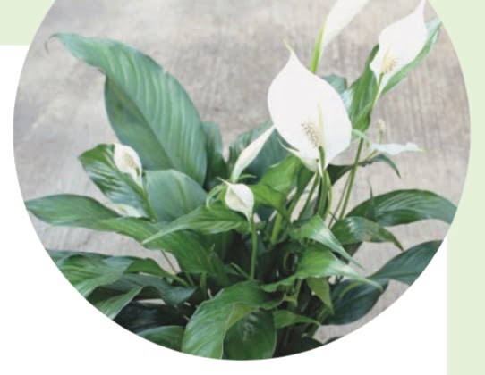 PEACE LILY (Spathiphyllum)