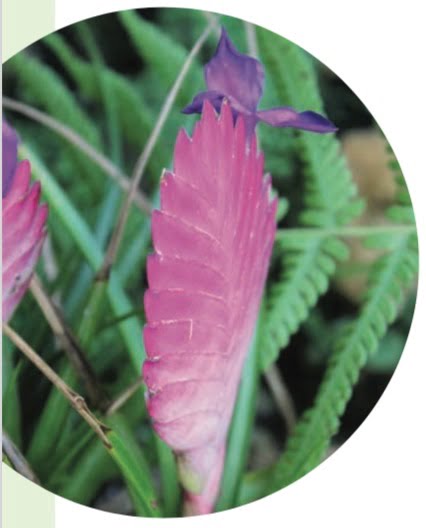 PINK QUILL (Tillandsia cyanea)