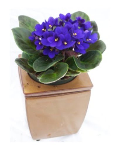 African violets stay small even when fully mature. Most varieties will never be more than about 6 inches tall and wide, so happily remain in 4-inch pots.