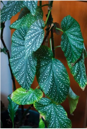 Ebook Việt Hoá] What's wrong with my houseplant?: Angel Wing Begonia ( Begonia × corallina) - Cỏ Dại