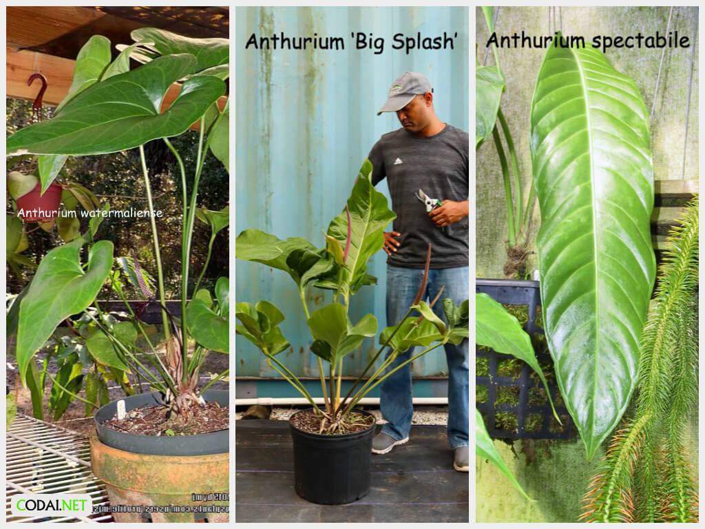 Anthurium ‘Big Splash’, lai giữa Anthurium watermaliense và Anthurium spectabile bởi nhà thực vật học John Banta x