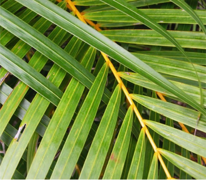 Areca palm (aka golden cane palm, cane palm, Madagascar palm, yellow palm, butterfly palm).