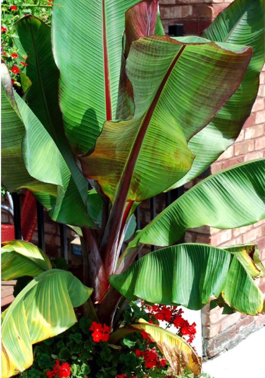 Banana plant (aka plantain, fiber banana, Japanese banana, ensete).
