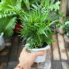 Cau Tiểu Trâm (Chamaedorea elegans Parlor Palm) chậu thuỷ tinh 2 lớp_02