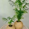 Cây giống <strong>Chamaedorea elegans Parlor Palm</strong> (Cau Tiểu Trâm) chậu nhựa 10cm