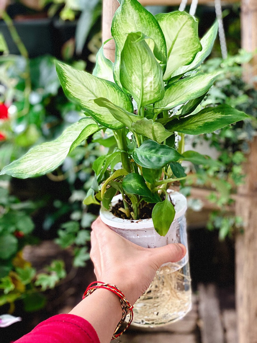 Cách chăm sóc cây Môn Trường Sinh (chi Dieffenbachia)