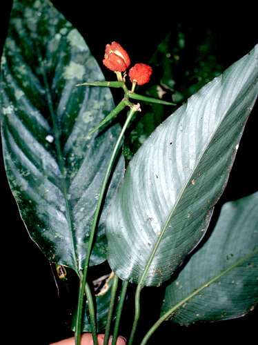 Cây Đuôi công Calathea bantae, được đặt theo tên của nhà thực vật học John Banta
