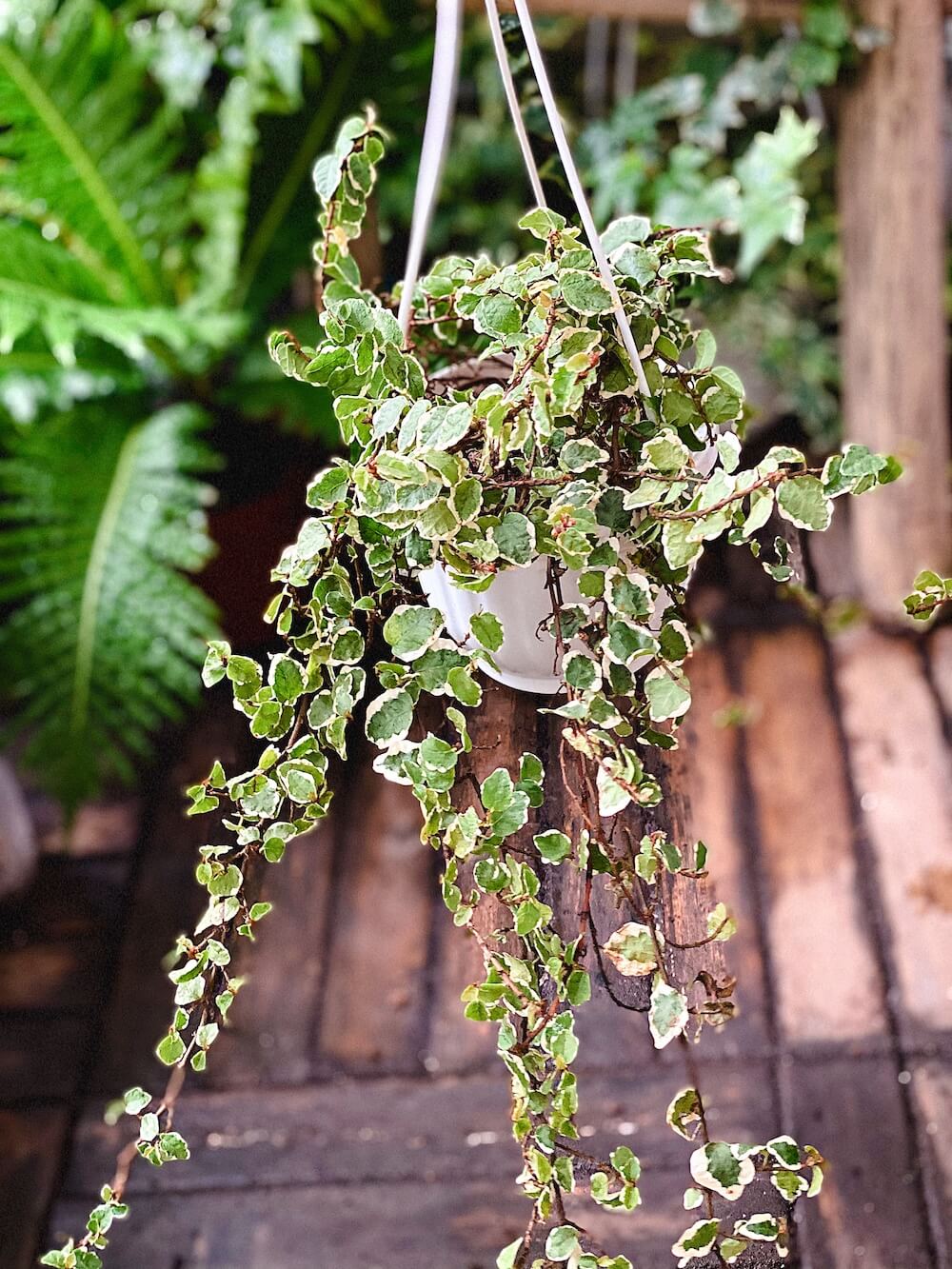Ficus pumila Snowflake được nhân giống theo cách số 3 và trồng trong chậu treo đường kính 11cm. Ảnh chụp tại ban công nhà mình ở phía Nam Hà Nội, cuối tháng 03/2021