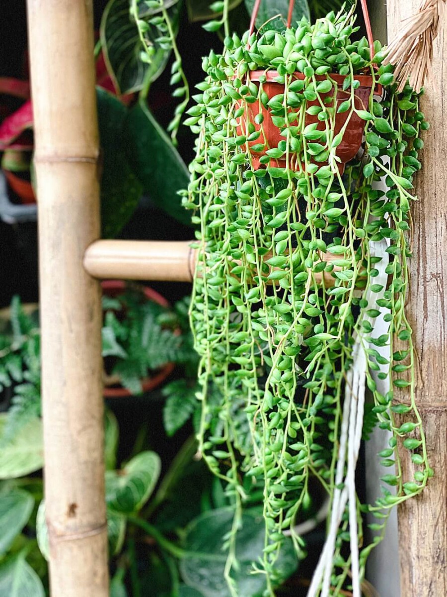 Cách nhân giống cây Chuỗi Ngọc Trai (Senecio rowleyanus, String of Pearls)