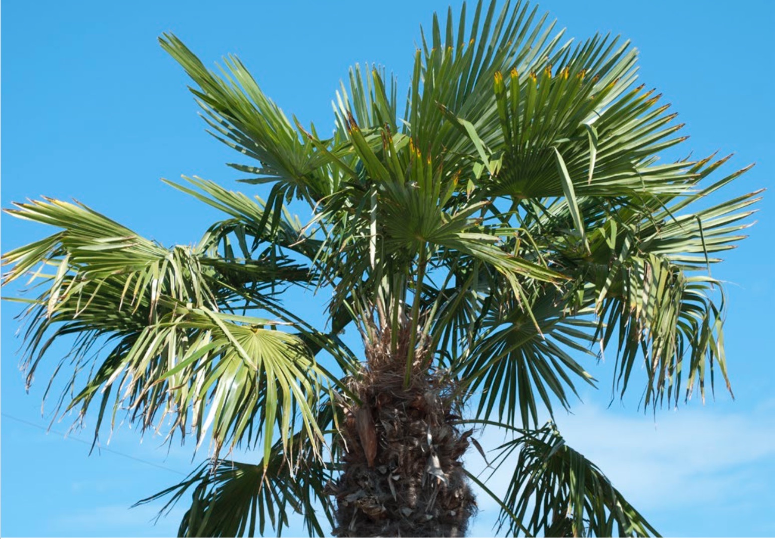 Chinese fan palm (aka Chinese fountain palm, fountain palm).