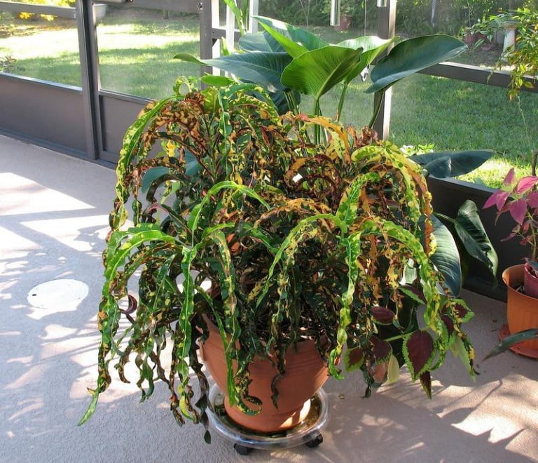 [Ebook Việt Hoá] House plants A guide to choosing and caring for