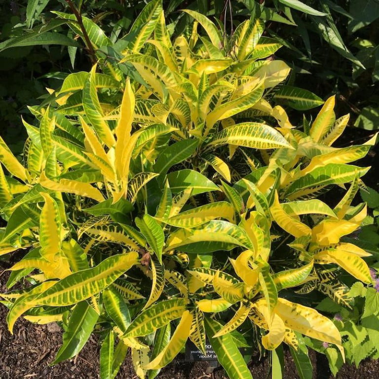 [Ebook Việt Hoá] House plants A guide to choosing and caring for