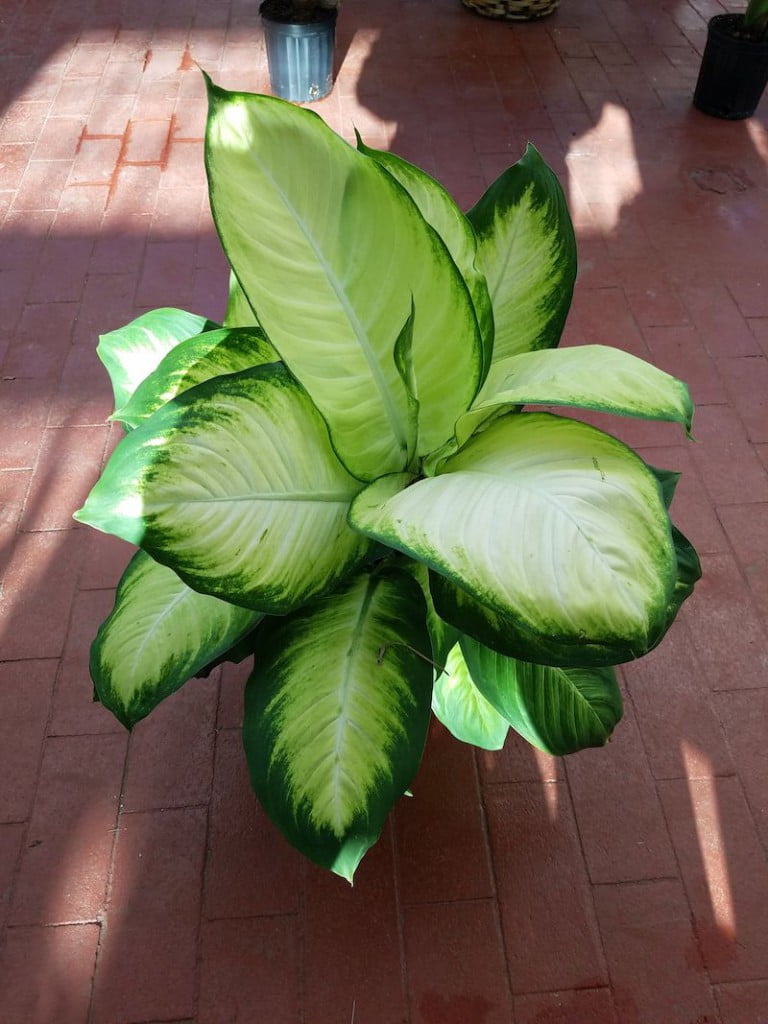 [Ebook Việt Hoá] House plants A guide to choosing and caring for indoor plants Lisa Eldred