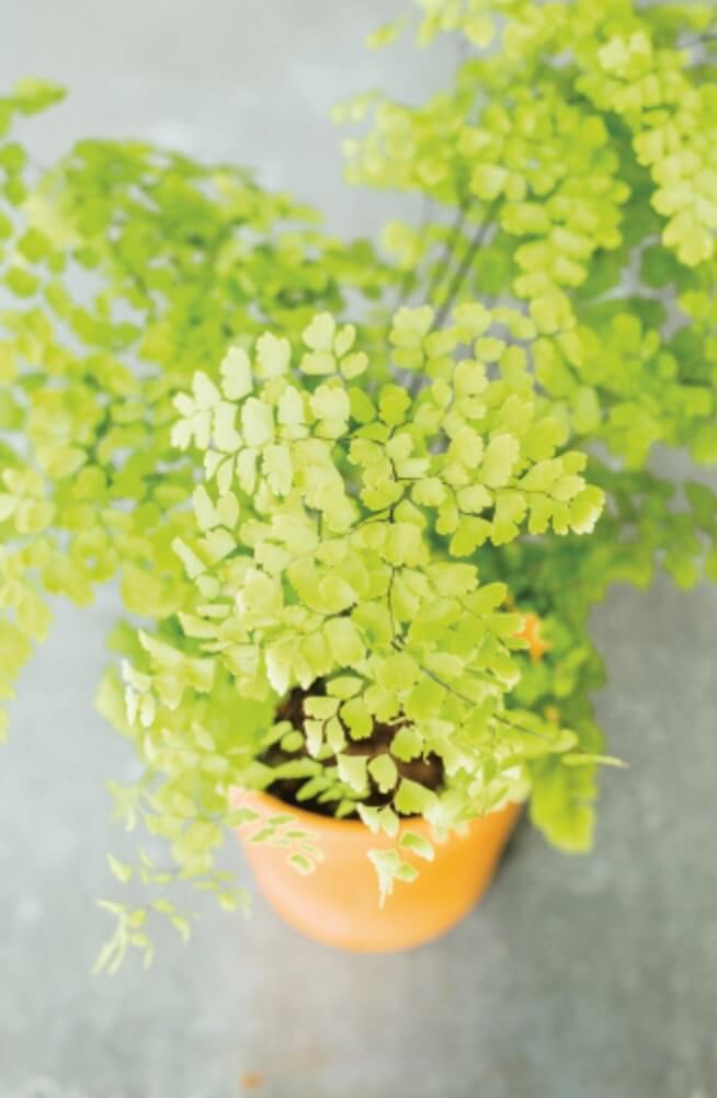 The Adiantum (maidenhair fern) needs constant moisture, so can be a little tricky to grow; but this makes it perfect to use in terrariums.