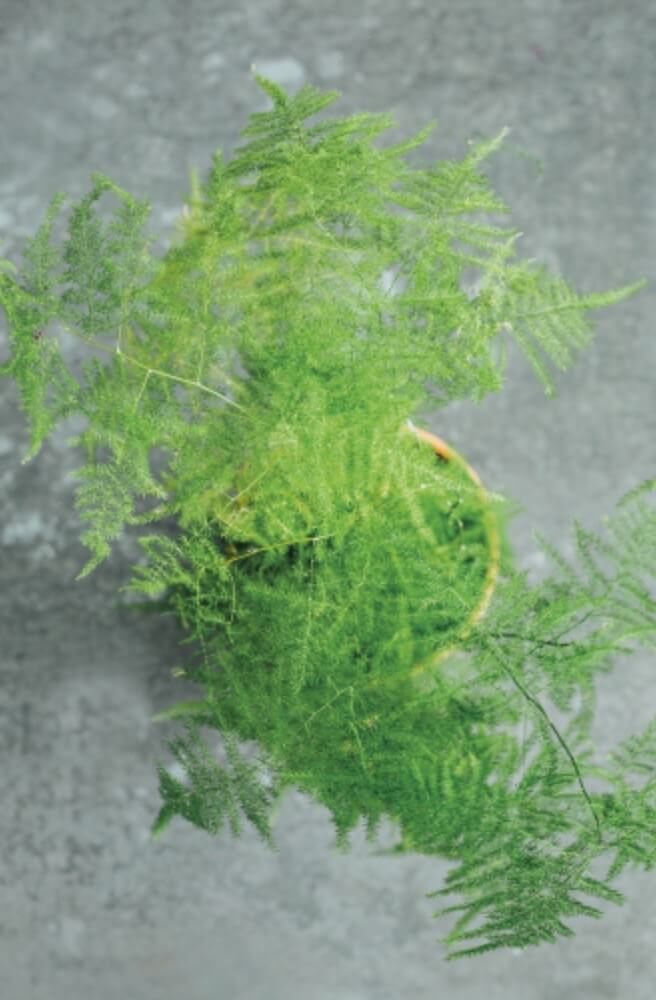 The Asparagus setaceus (Asparagus fern) is one of the easiest ferns to grow (although it still won’t tolerate neglect!). The luscious arching fronds make it ideal for hanging in baskets.
