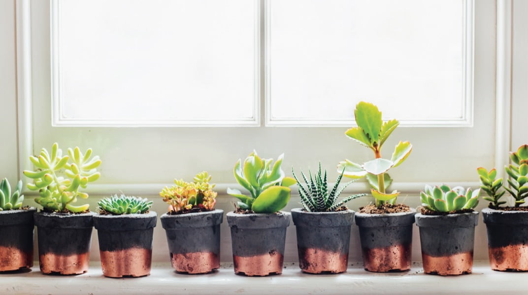 Succulents are perfect first plants as they are low maintenance, easy to propagate and suited to most homes. They are best placed on the windowsill where they can get the most sunlight.