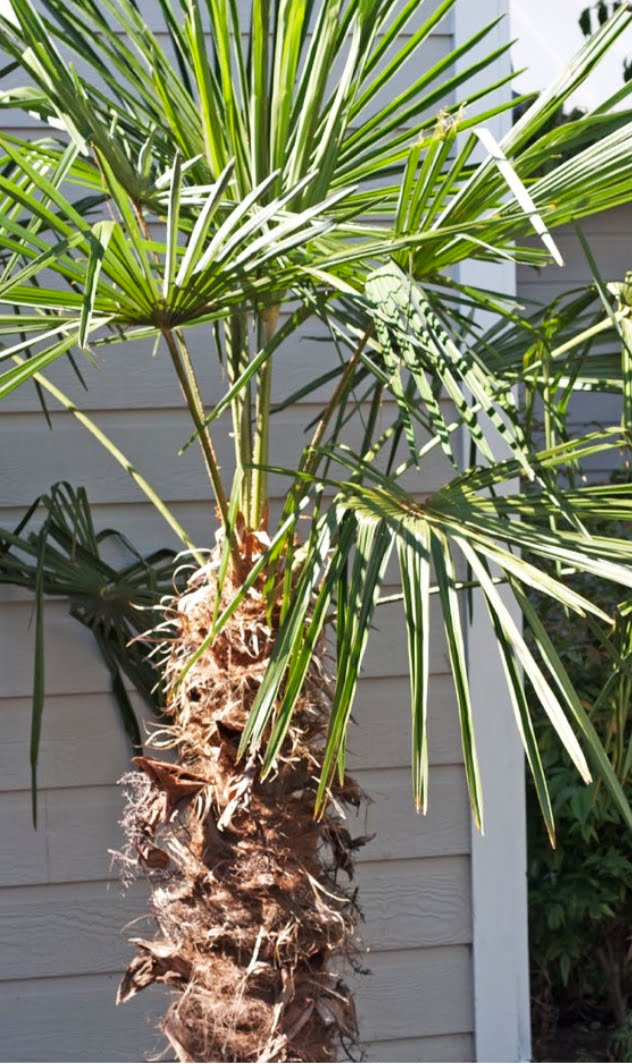 European fan palm (aka Mediterranean fan palm).