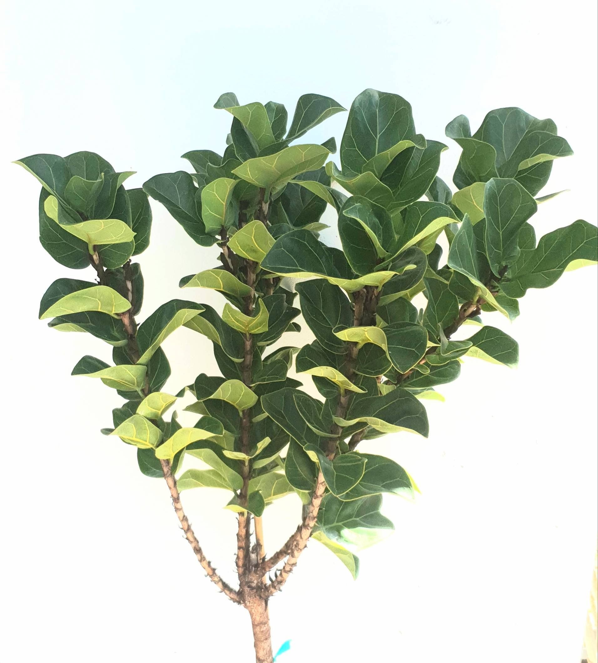 Ficus lyrata ‘LITTLE FIDDLE’