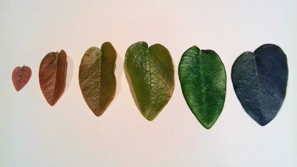 Từ trái sang phải: Kích thước, hình dáng và màu sắc của lá từ non nhất cho đến các lá trưởng thành và lá già hơn ở loài Ficus pumila (Trầu Cổ, Vảy Ốc, Thằn Lằn)