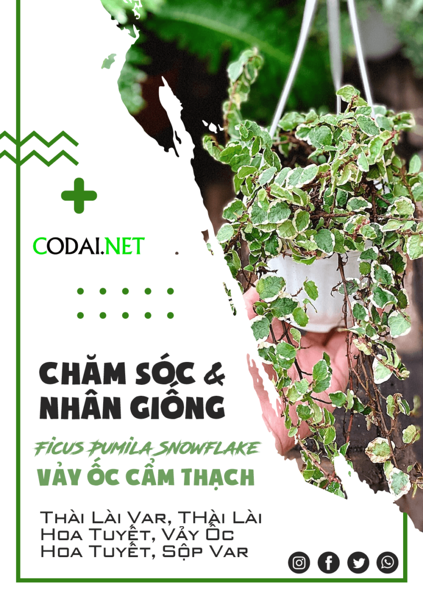 Ficus pumila Snowflake (Thằn Lằn Var, Sung Thằn Lằn cẩm thạch, Thằn lằn Hoa Tuyết, Vảy Ốc cẩm thạch, Sộp Var): Giới thiệu, hướng dẫn chăm sóc và nhân giống