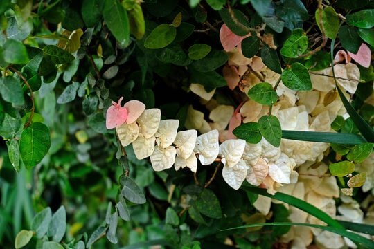 Ficus pumila variegated có lá màu trắng và hồng.