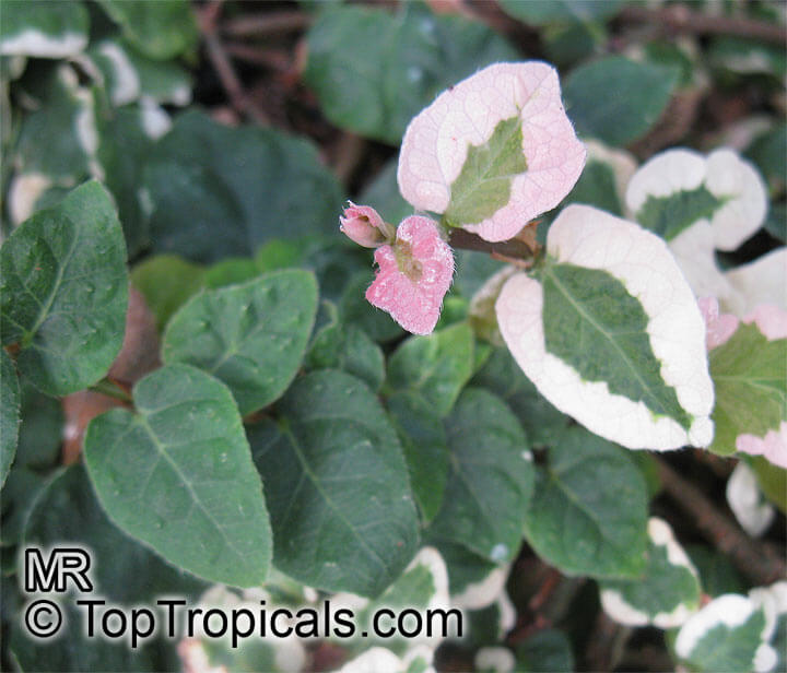 Ficus pumila Snowflake var có lá hoặc viền lá chuyển hồng