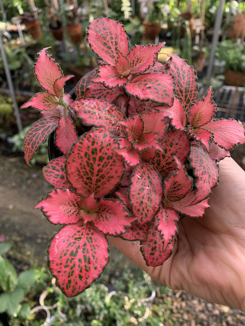 Fittonia ‘PINK STAR’