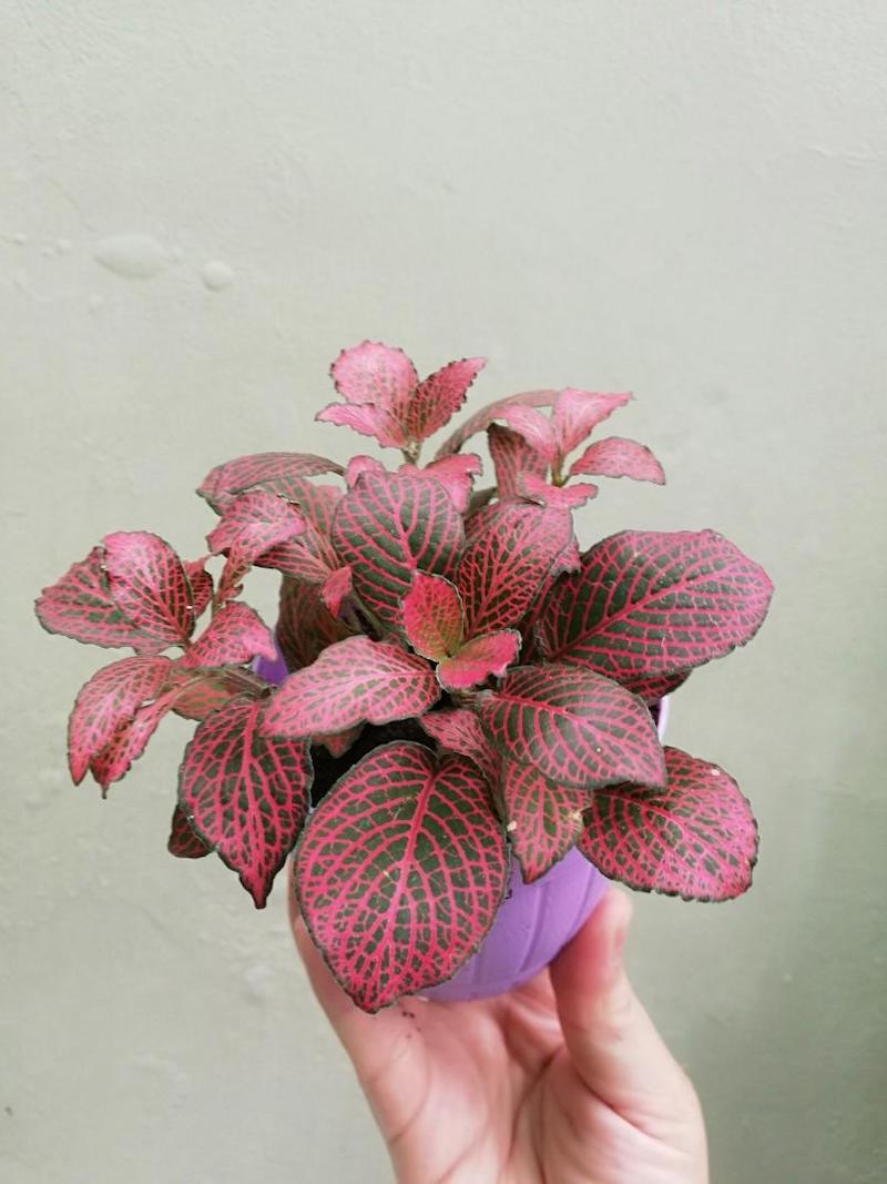 Fittonia ‘RED ANNE’