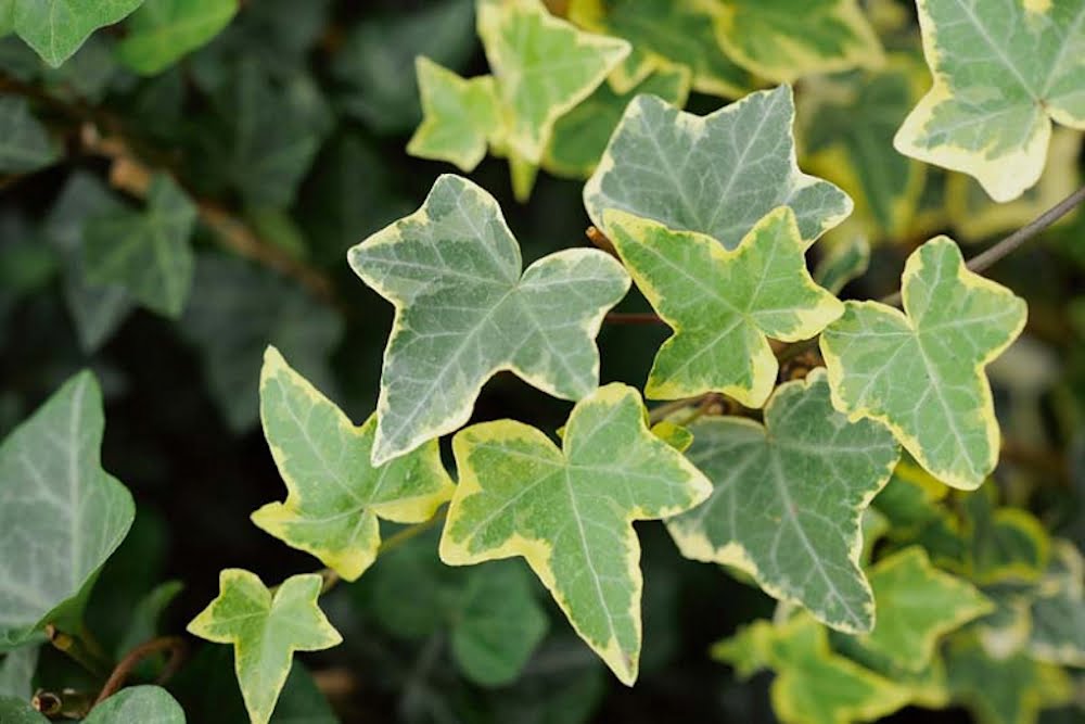 Hedera helix ‘GOLD BABY’