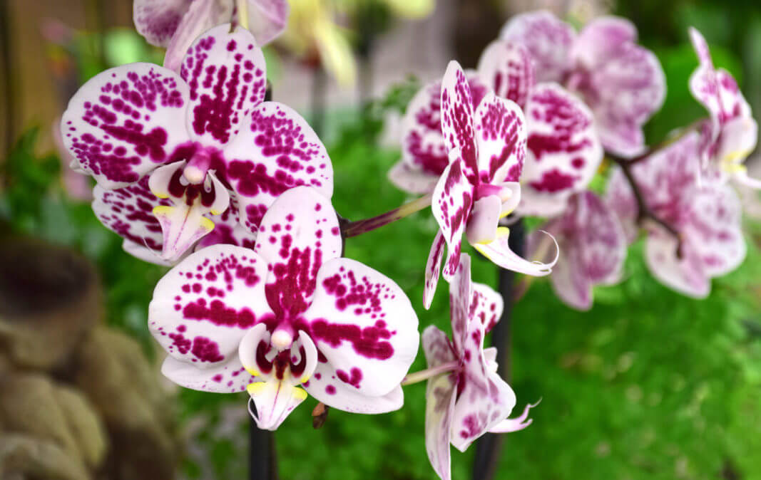 It’s hard to resist gorgeous orchids in full bloom, now avail- able at moderate prices in supermarkets, big box stores, and garden centers. Not so long ago these plants were rare and costly, enjoyed only by a privileged few.