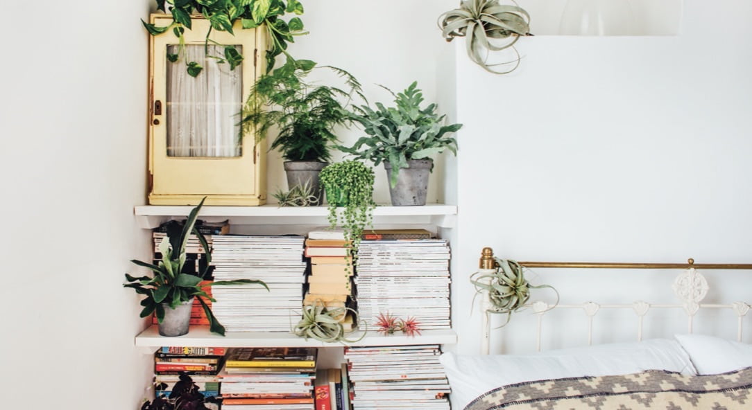 To maximise your space, make a feature of your bookcase or bedpost by adding a few ferns or some striking air plants.