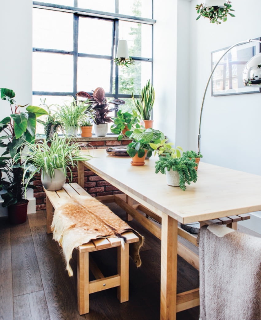 Windowsills and table tops are great places to add different plants of all sizes. Choose a combination of textures and colours for maximum impact.