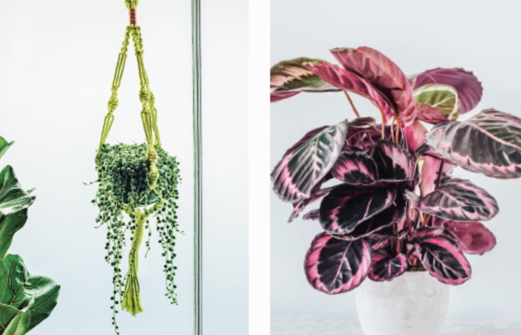 Brighten your windows with a macramé plant hanger (Make a Macramé Plant Hanger). They are easy to make and are the perfect accessory to dress your home.